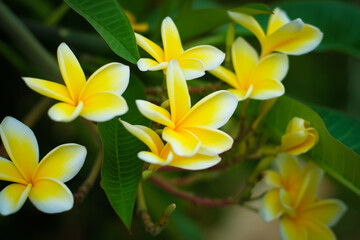 Foliage of white and yellow Frangipani or Plumeria Flowers on the tree with blurred background.