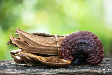 Reishi or lingzhi mushroom and powder on nature background.