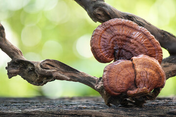Reishi or lingzhi mushroom on nature background.