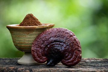 Reishi or lingzhi mushroom and powder on nature background.