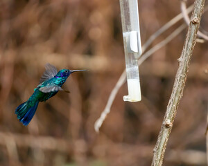 Green violetear (Colibri Thalassinus) flying to drink trough the drinking trough