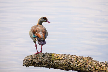 Egyptian goose at a lake. Bird close-up in natural setting. Alopochen aegyptiaca.
