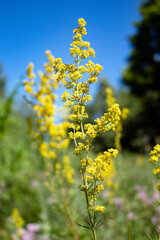 Yellow flowers on a twig. Spring nature in Russia