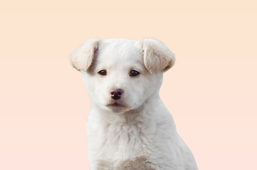 Cute Labrador, Golden Retriever Puppy Looking at the Camera, Little Dog