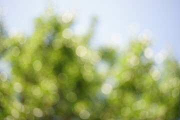Obraz premium Blurred green summer trees and sky. Sunny garden in blur