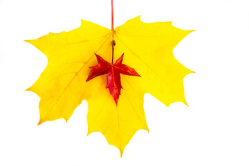 Vertical background of yellow maple leaves with space for text on a white background. Autumn Leaf Background