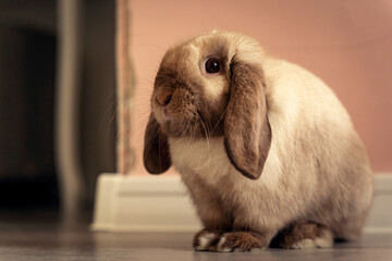 Lop-eared light brown rabbit in a room, indoors, fluffy pet