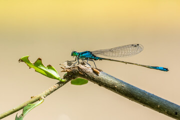 Azure damselfly (Coenagrion puella) is a species of damselfly. Male Odonata with black and blue coloring. Dragonfly-like insect resting on a branch of a bush. A small colorful insect.