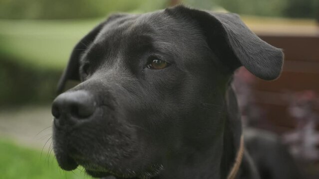 Close up shot of a black labrador dog sitting and looking around in the green grass garden at daytime.
