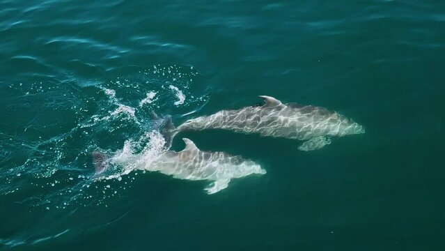 Delphinus taking in fresh air from the surface while diving in turquoise water - aerial view