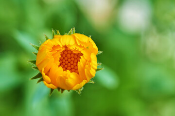Blooming orange calendula flower close-up macro on a green background