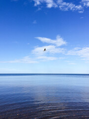A seagull flies over the sea against a bright blue sky.