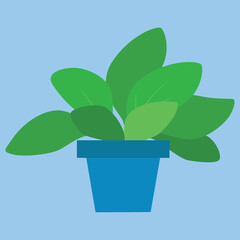Houseplant with green leaves in a blue pot