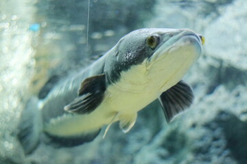 Channa micropeltes fish in aquarium - obrazy, fototapety, plakaty