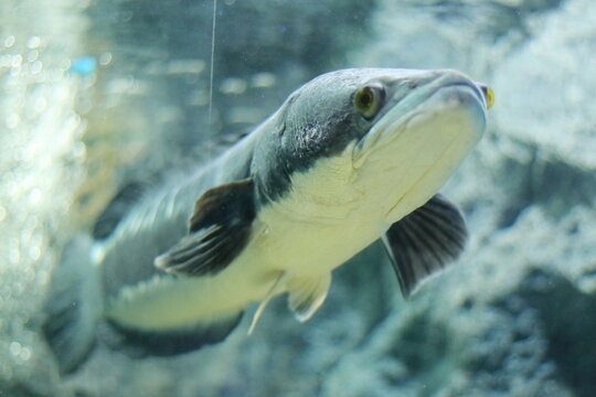 Channa micropeltes fish in aquarium
