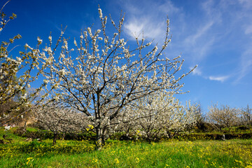 Naklejka premium cerezos en flor -Prunus cerasus-, Cabrero, valle del Jerte, Cáceres, Extremadura, Spain, europa