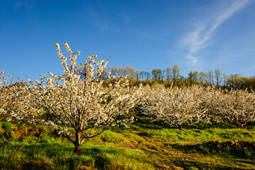 cerezos en flor -Prunus cerasus-, Casas del Castañar, valle del Jerte, Cáceres, Extremadura,...