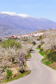 cerezos en flor -Prunus cerasus-, Valdastillas, valle del Jerte, Cáceres, Extremadura, Spain, europa