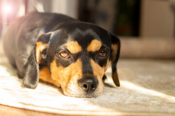 Little sad domestic dog lying at home on a soft carpet and looking at the camera. Bright sunlight and shadow, selective focus