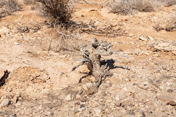 A dried  up desert small tree in the middle of the majestic beauty of the endless stone Judean desert in southern Israel