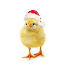 Yellow chick Santa on white, Christmas and New Year concept