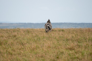 Beautiful landscape of a zebra isolated on the plains of the masai mara national reserve, in Kenya, Africa