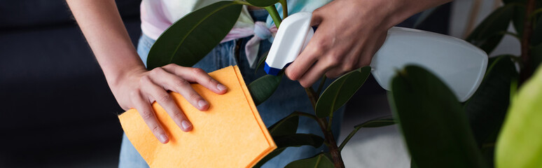 Cropped view of woman with rag and detergent cleaning plant at home, banner.