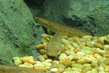 waterfresh fish are swimming in the aquarium