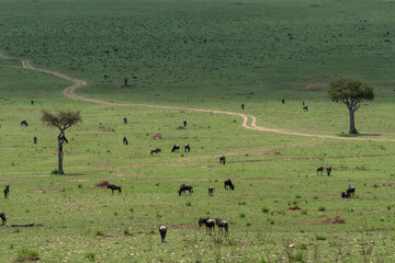 Fototapeta na wymiar Beautiful landscape of the plains with two acacia trees and a path while wildebeest and zebra enjoying themselves on the grass in the Masai Mara national reserve, in Kenya, Africa