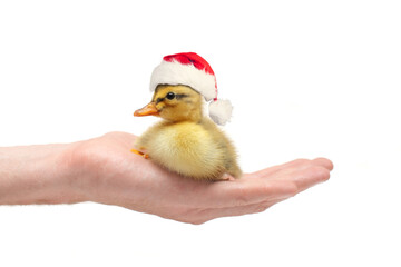 Little duckling Santa in human hand