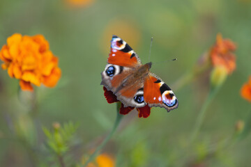 butterfly sits on an autumn flower