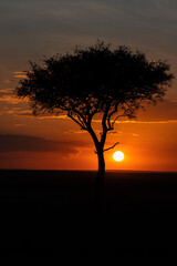 Beautiful sunset with an acacia in the masai mara nature reserve, the african savannah in Kenya