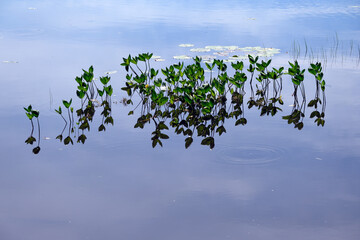 水草や空が映りこんだ静かな湖面