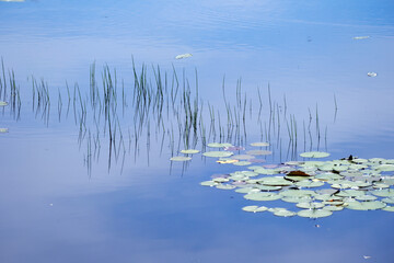 水草や空が映りこんだ静かな湖面