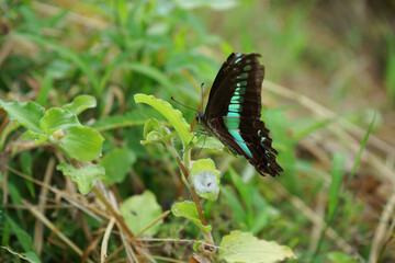 アオスジアゲハ
