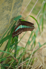 アオスジアゲハ