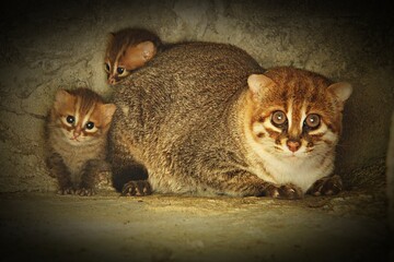 Endangered Flat-headed Cat or Prionailurus planiceps