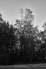 Alder trees by Riselva River, Toten, Norway.