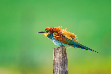 The European bee-eater (Merops apiaster) is a near passerine bird in the bee-eater family, Meropidae. It breeds in southern Europe and in parts of north Africa and western Asia. 