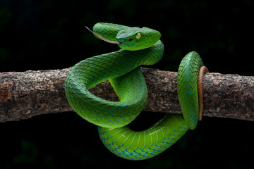 Barat Bamboo Pitviper (Trimeresurus popeiorum barati) on tree branch. Trimeresurus popeiorum barati is a venomous pitviper subspecies endemic to Indonesia.