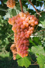 Vineyards in Italy. Ripe grapes in Italy. bunch of pink grapes close up. Pink grapes on a green background. Italian pink grapes on a plantation copy space.