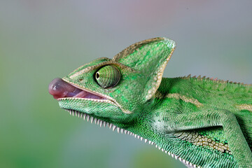 The beautiful Veiled chameleon was preparing to pull out its tongue to catch its prey.