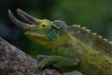 Jackson's chameleon (Trioceros jacksonii) climbing on tree branch.