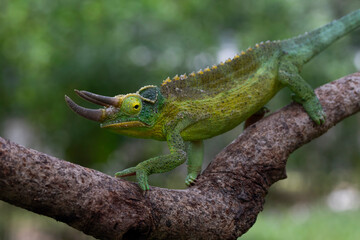 Jackson's chameleon (Trioceros jacksonii) climbing on tree branch.