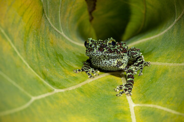 Vietnamese Mossy Frog (Theloderma corticale) or Tonkin Bug-eyed Frog on a leaf. Vietnamese Mossy Frog is a species of frog found in northern Vietnam, China, and Laos.