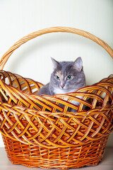 Domestic tricolor (white, gray, red) mestizo cat with yellow-green eyes sits in a large brown basket. Close-up, light background.