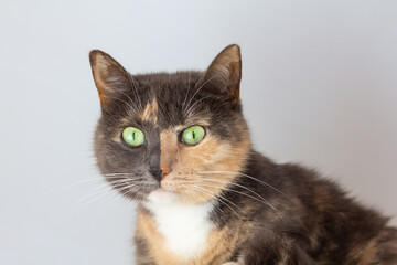 Domestic tricolor (white, gray, red) mestizo cat with yellow-green eyes on white background. Close-up, bottom view.