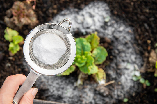 Selective focus on person hand holding sieve with baking soda, blurred salad plants on background. Using baking soda, sodium bicarbonate in home garden and agricultural field concept.