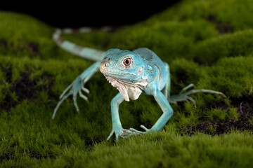 Baby Blue Iguana on mossy wood.