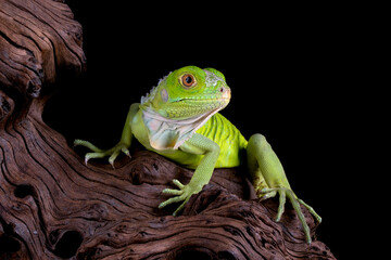 Baby Green Iguana on wood.